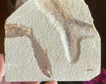本物のナイティア魚化石：ワイオミング州グリーンリバー層、始新世