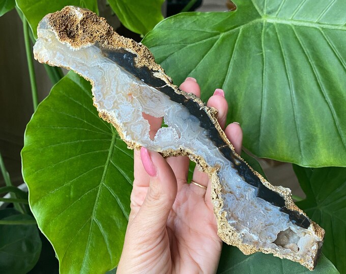 Withlacoochee Agatized Coral, Coral Agate, Florida Agate Etsy