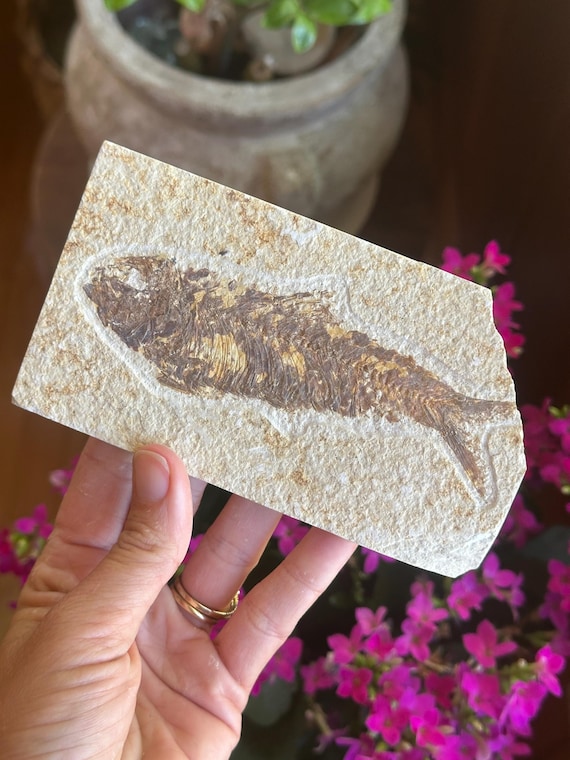 【美品】ナイティア 化石標本 グリーンリバー層産 本物のナイティア魚類化石：ワイオミング州グリーンリバー層、始新世