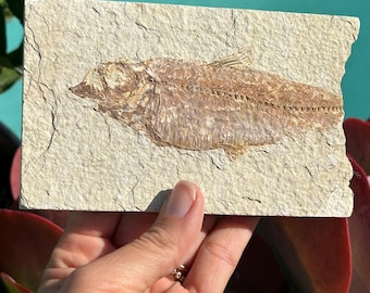 大きなディプロミストゥス魚の化石と非常に珍しい水生植物の化石