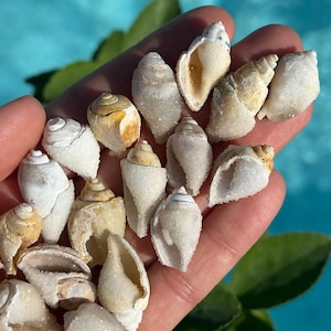 May include: A collection of small, white and tan seashells with textured surfaces. The shells are held in a hand, with a blurred blue water background and green leaves.