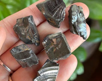 May include: Five small, irregular pieces of dark gray, metallic-looking obsidian with visible conchoidal fractures and reflective, banded surfaces. Each stone displays a smooth, glass-like texture with sharp, jagged edges and a distinct sheen.