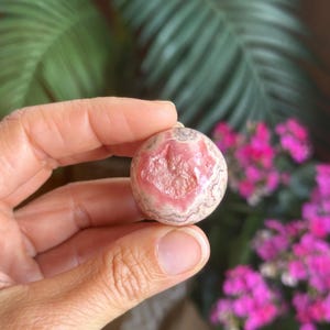 May include: A spherical gemstone with a pink and white pattern. The stone is held in a hand, with a blurred background of green leaves and pink flowers. The gemstone's surface has a textured appearance.