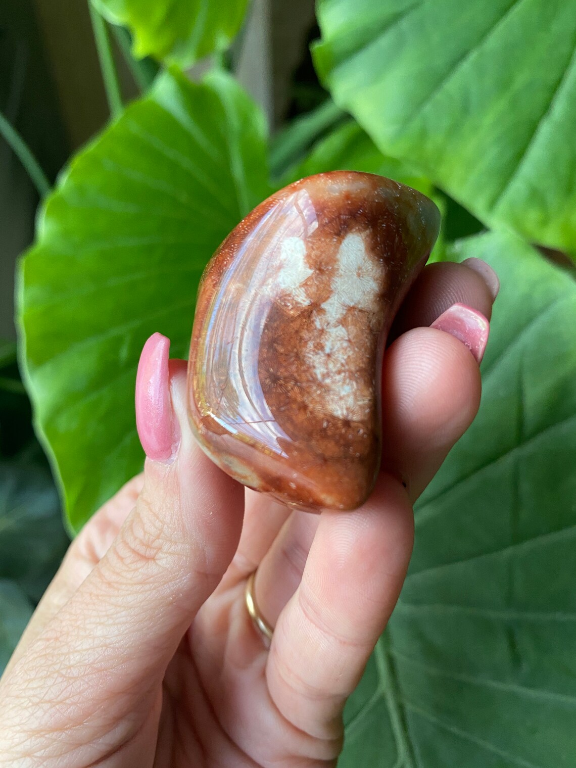 Agatized Coral Palm Stone Coral Agate Florida Agate Etsy