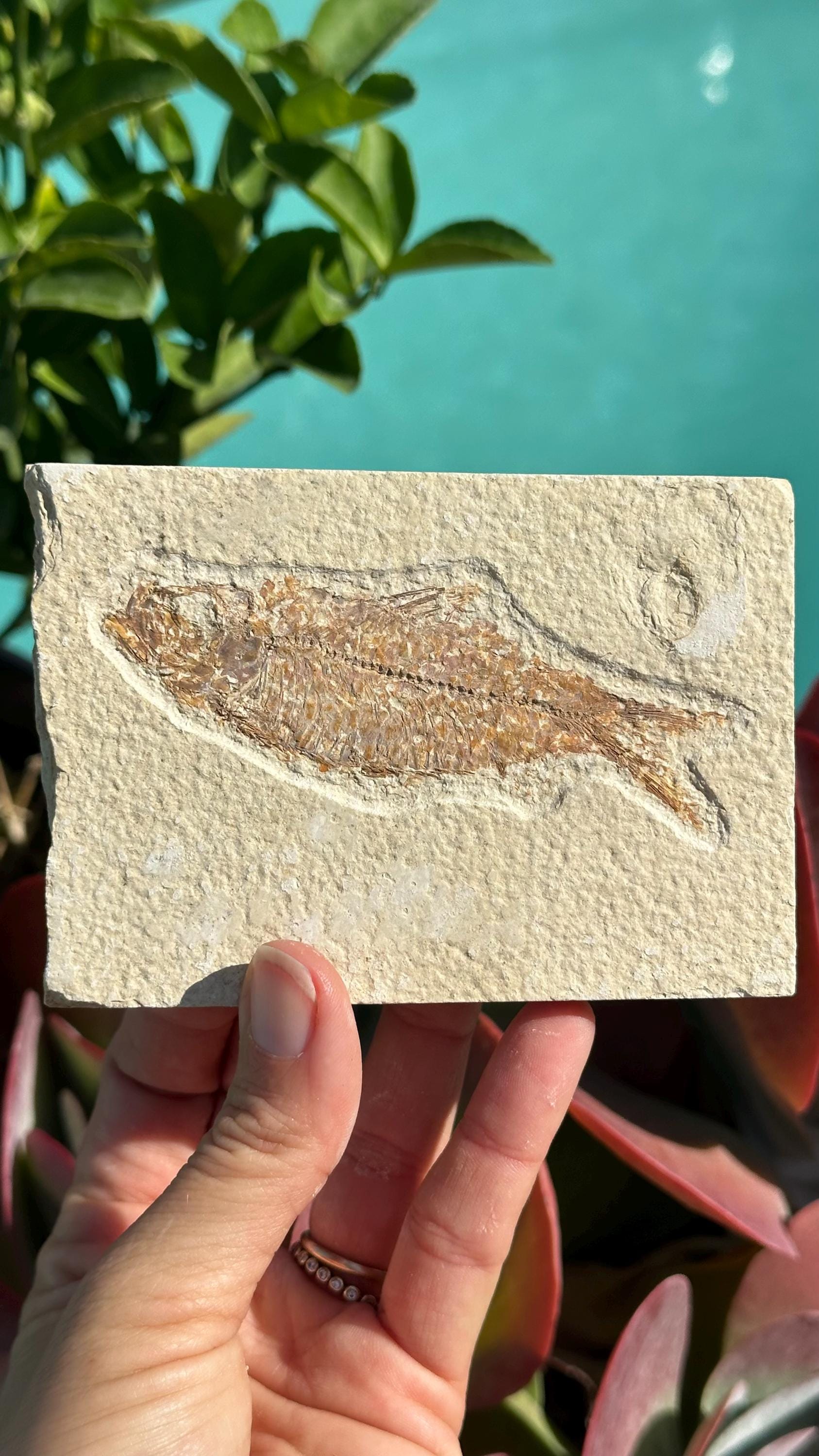 本物のナイティア魚化石：ワイオミング州グリーンリバー層、始新世