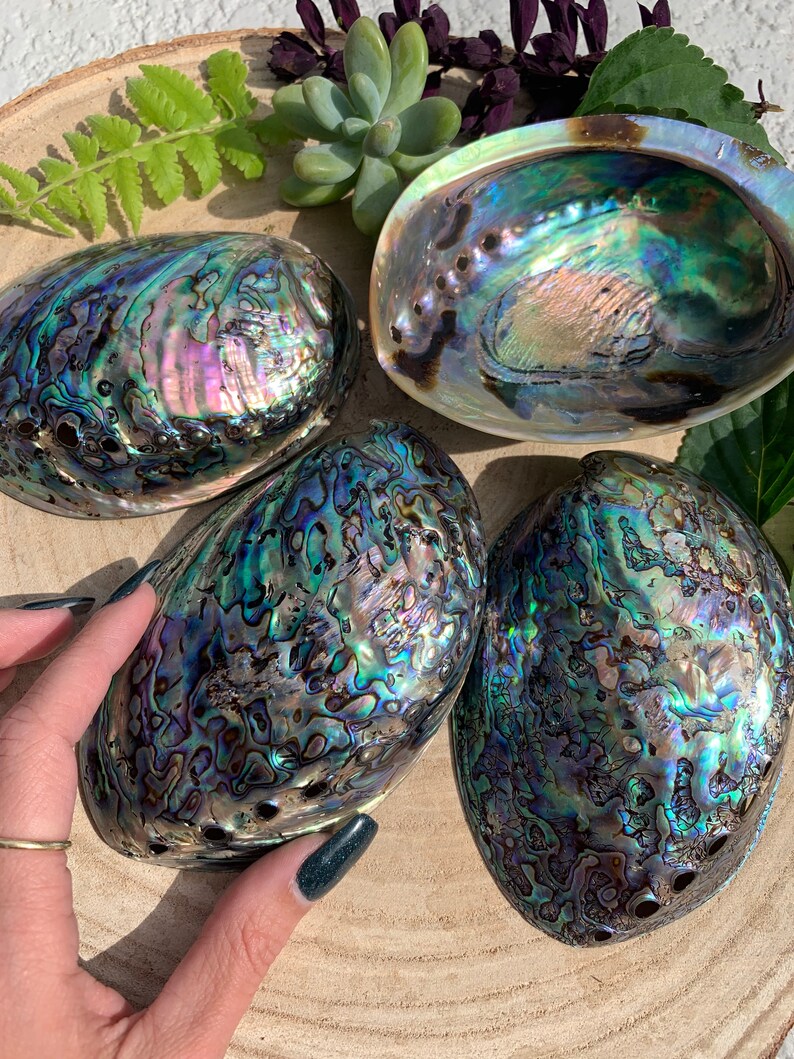 Abalone shell large abalone shell abalone bowl abalone Etsy