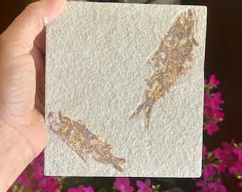 石板に埋まった化石化した魚、ナイティア、アメリカ、始新世、本物