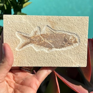 本物のナイティア魚化石：ワイオミング州グリーンリバー層、始新世