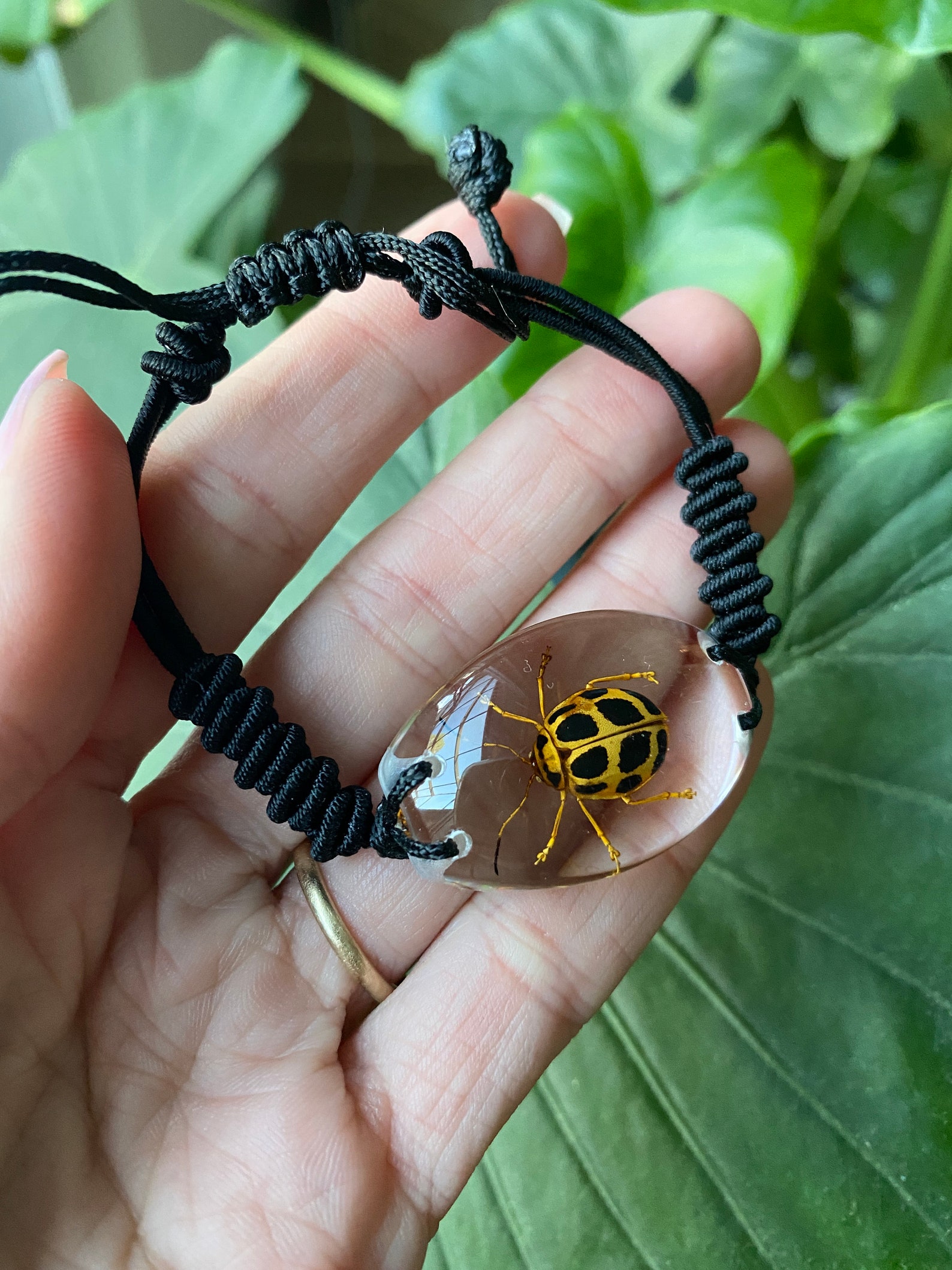 Real Bug Bracelet Resin Beetle Bracelet Scorpion Spider Etsy