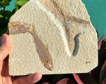 スケール！5000万年前のナイティア魚の化石（スタンド付き