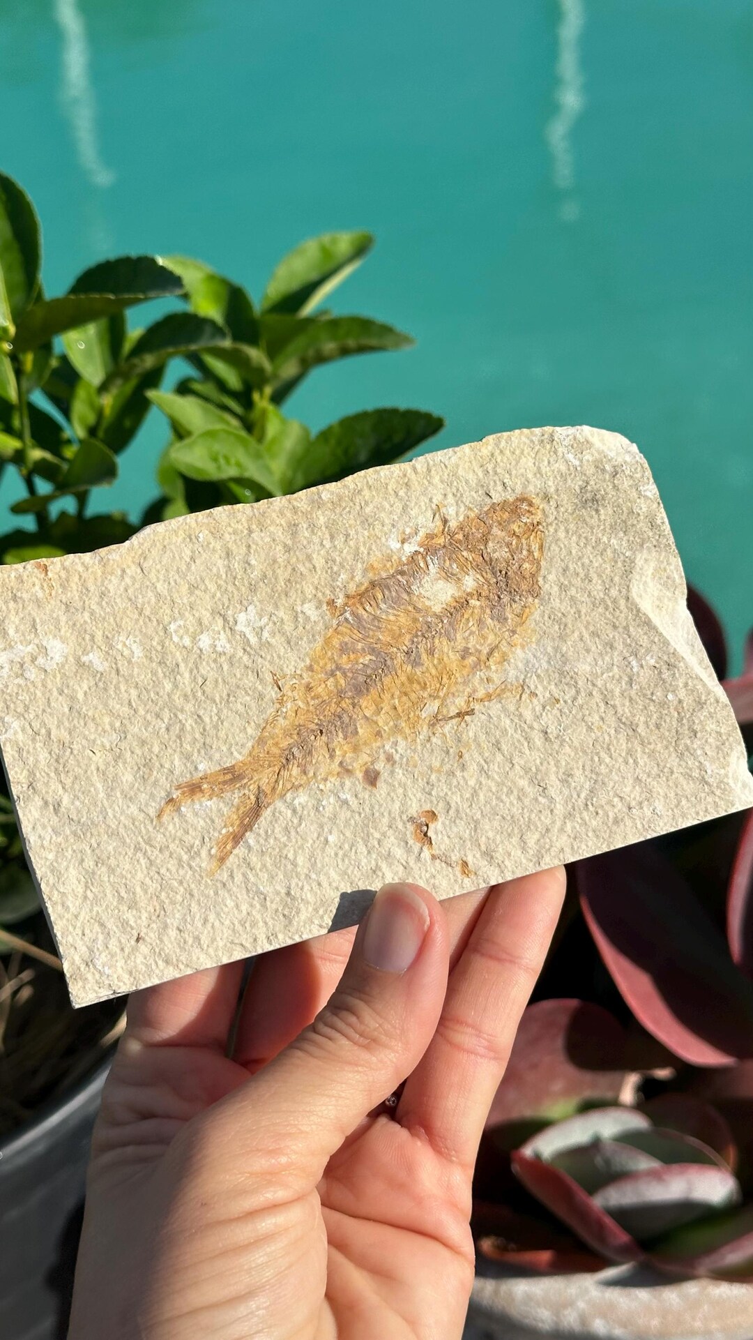 本物のディプロミストゥス・デンタトゥス魚類化石：ワイオミング州