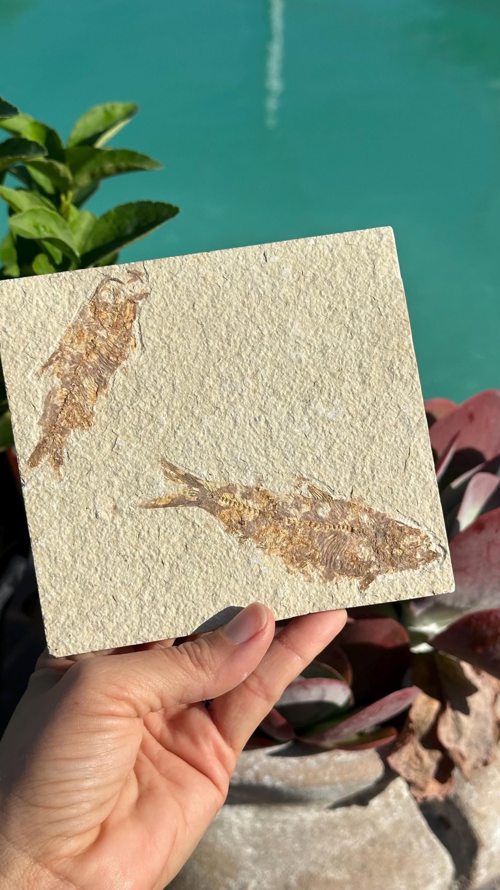 本物の二頭ナイティア魚化石：ワイオミング州グリーンリバー層、始新世