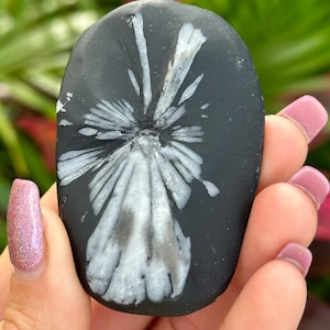 Chrysanthemum palmstone, fossil