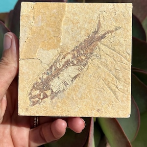 Puede incluir: Un esqueleto de pez fosilizado está impreso en una piedra cuadrada beige. Los huesos del pez están detallados en un marrón más oscuro sobre el fondo más claro. La piedra está sostenida en la mano de una persona, con follaje verde y granate en el fondo.