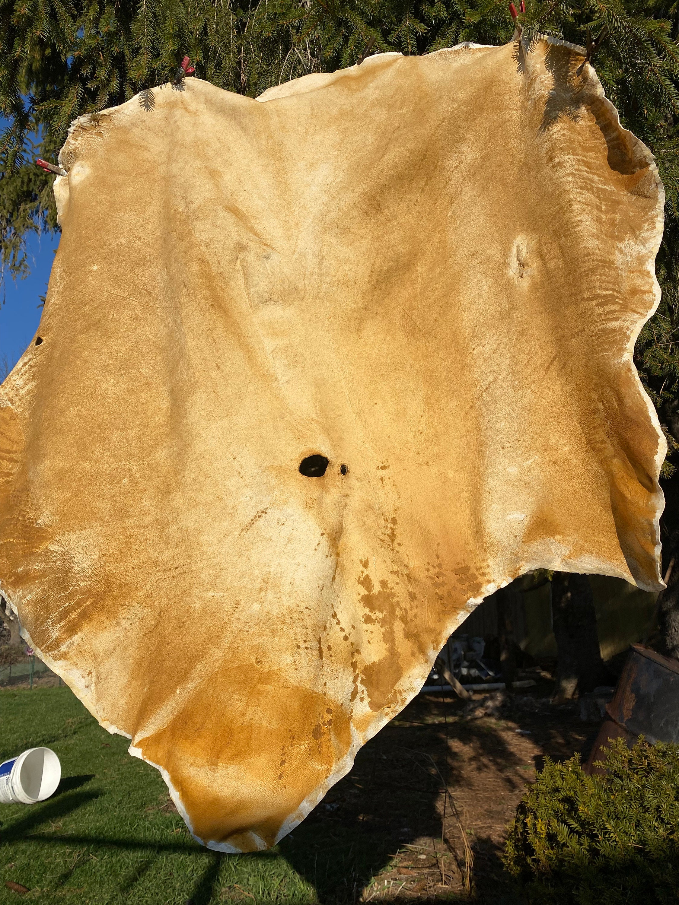 Genuine Hand-Crafted Braintan Buckskin--Deer and elk skins braintanned and  smoked, Native American-style for authentic Native or Mountain Man clothing  and beadwork.