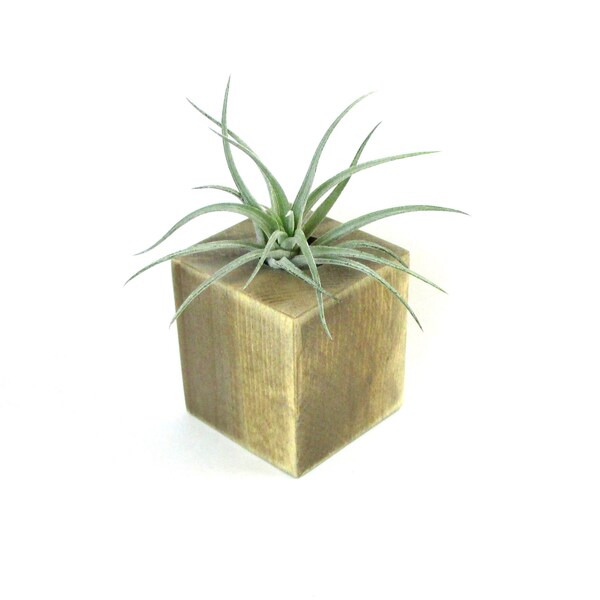 Air Plant Planter / Wood Holder / Terrarium / Display - For Tillandsias ( Air Plants) - Distressed Brown / Plant Home Decor / Hostess Gifts