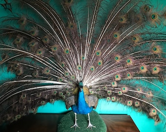 stuffed peacock for sale