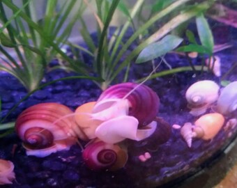 5 Mystery Snails Mixed Lot of all available colors (Pomacea Bridgesii)