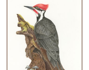 Pileated Woodpecker (Set of 4 Cards)