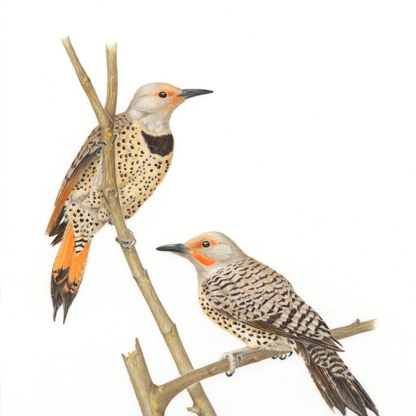 Northern Flicker