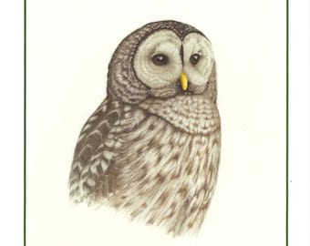 Barred Owl (Portrait) (Set of 4 Cards)