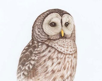 Barred Owl (Portrait)