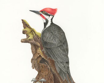 Pileated Woodpecker