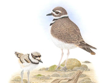 Watchful Eye: Killdeer & Chick