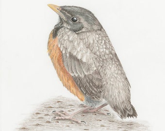 Fledgling Chickadees 3-pack 4.25x5 note cards