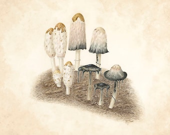 Shaggy Mane Mushroom (Coprinus comatus)