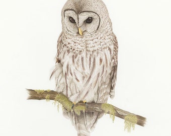 Barred Owl