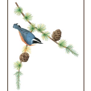 Nuthatch (Set of 4 Cards)