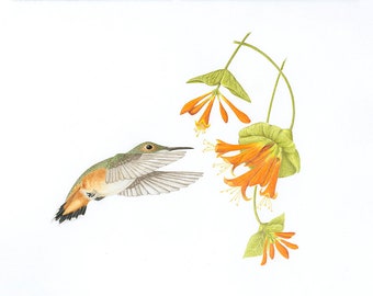 Beeline: Rufous Hummingbird and Honeysuckle