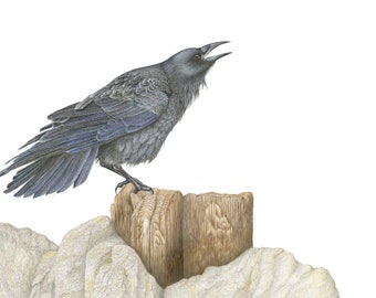 Corvus (Set of 4 Cards)