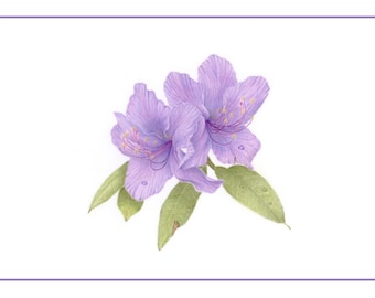 Rhododendron augustinii (Set of 4 Cards)