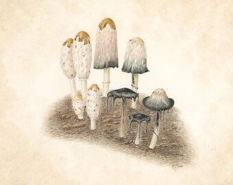 Shaggy Mane Mushroom (Coprinus comatus) Giclée Art Print