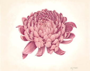 Chrysanthemum