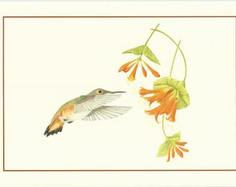 Rufous Hummingbird & Honeysuckle (Set of 4 Cards)