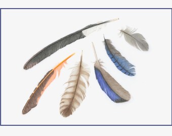 Feathers (Set of 4 Cards)