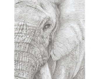 Tembo: African Elephant