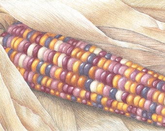 Decorative Corn (Set of 4 Cards)