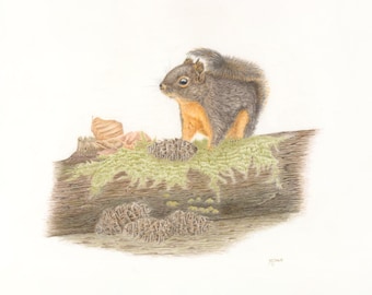 Stocking Up: Douglas Squirrel with Fir Cones