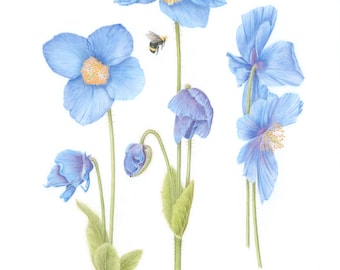 Himalayan Blue Poppies