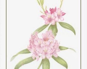 Pacific Rhododendron (Set of 4 Cards)