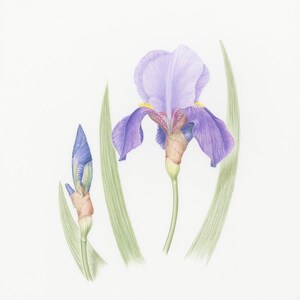 Bearded Iris