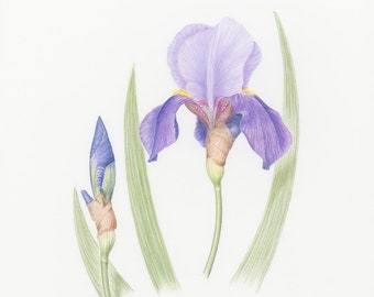 Bearded Iris