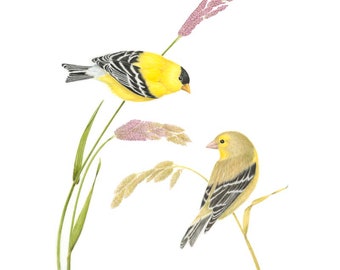 Goldfinches on Grasses
