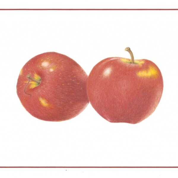 Crunch: Cosmic Crisp Apples (Set of 4 Cards)