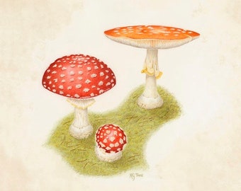 Amanita muscaria