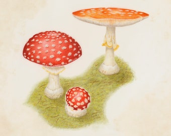 Amanita muscaria (Set of 4 Cards)